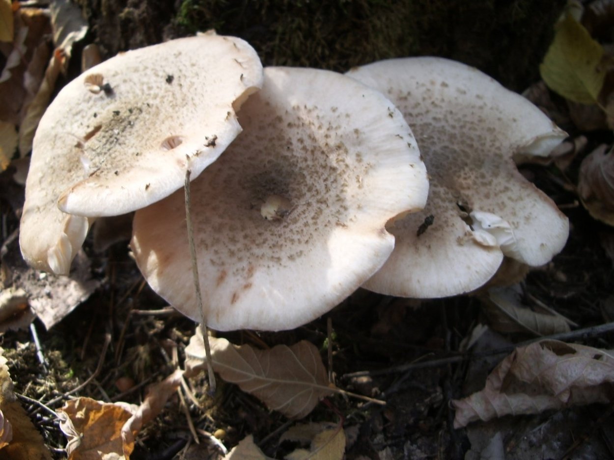 Волнушка белая Lactarius pubescens