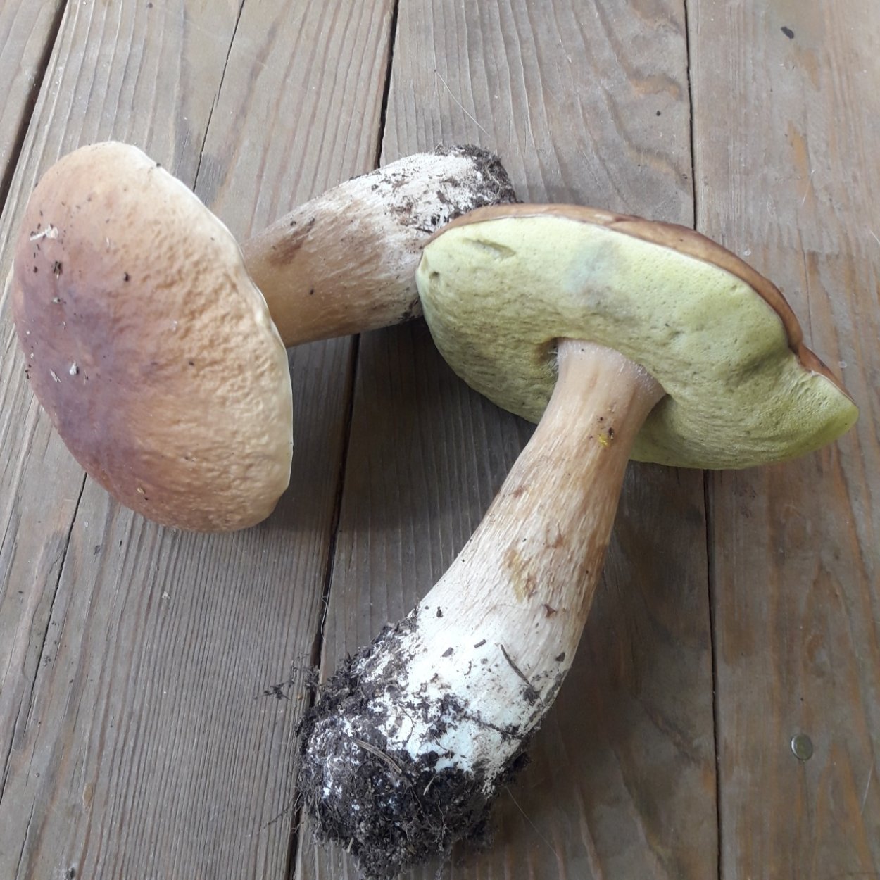 Boletus мицелий