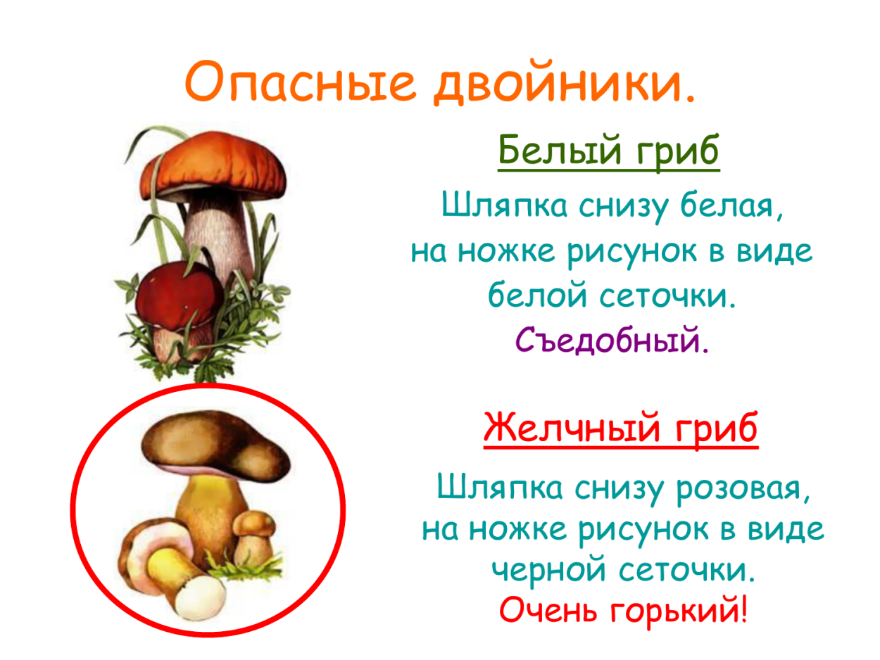 Грибы на севере