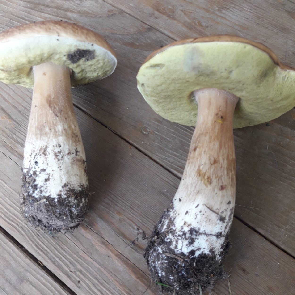 Маслёнок белый (лат. Suillus Placidus)