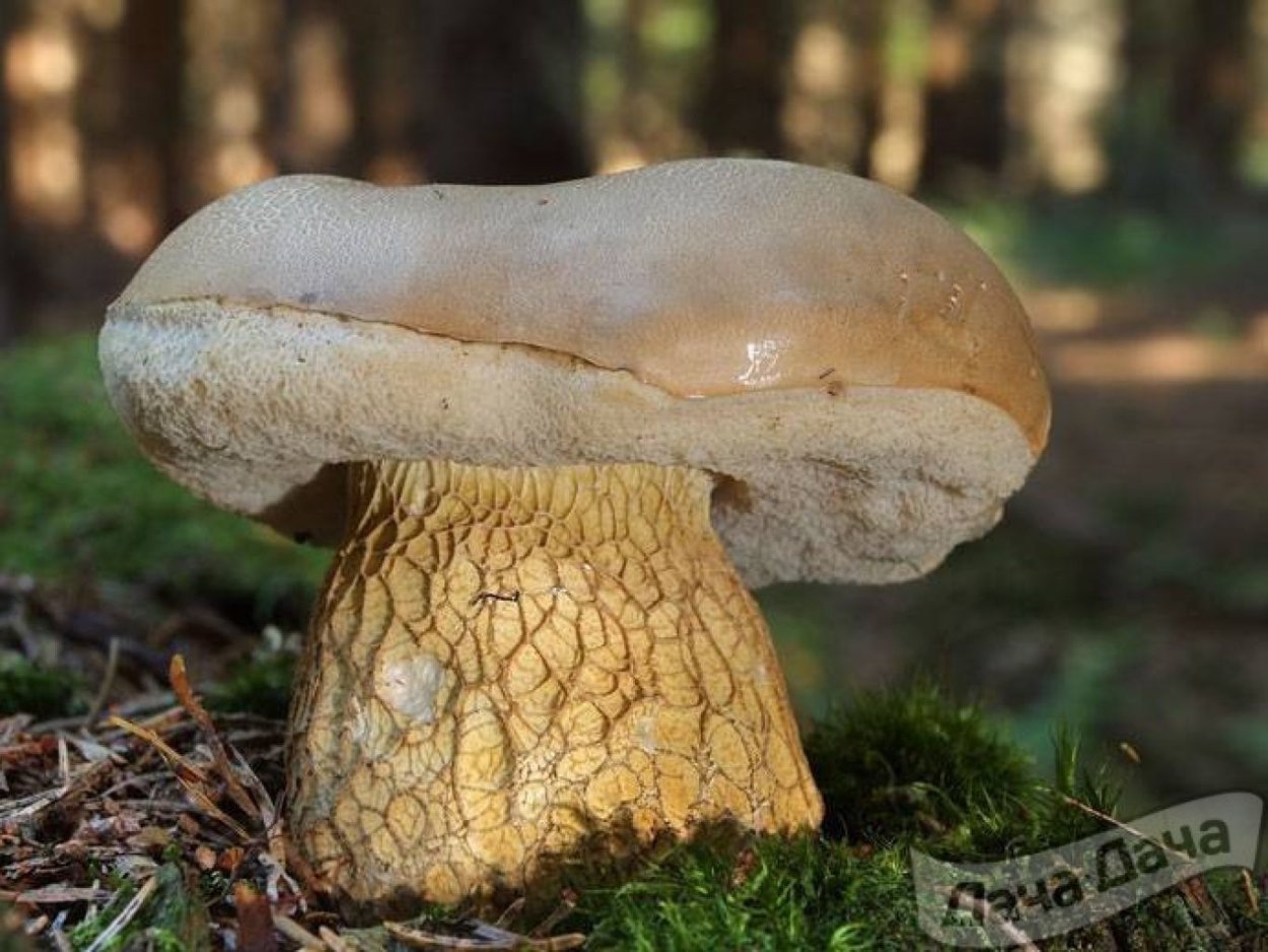 Tylopilus felleus – желчный гриб