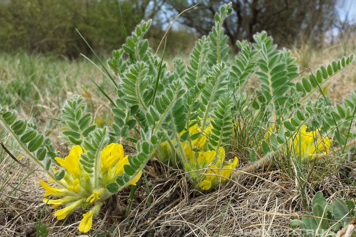 Полынь горькая (Artemisia absinthium)