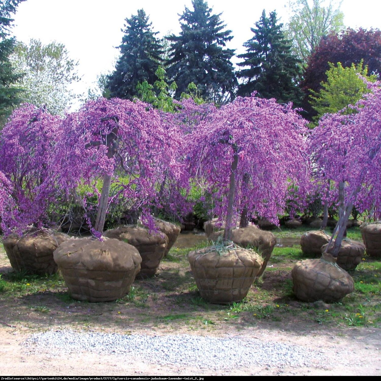 Cercis canadensis Lavender Twist