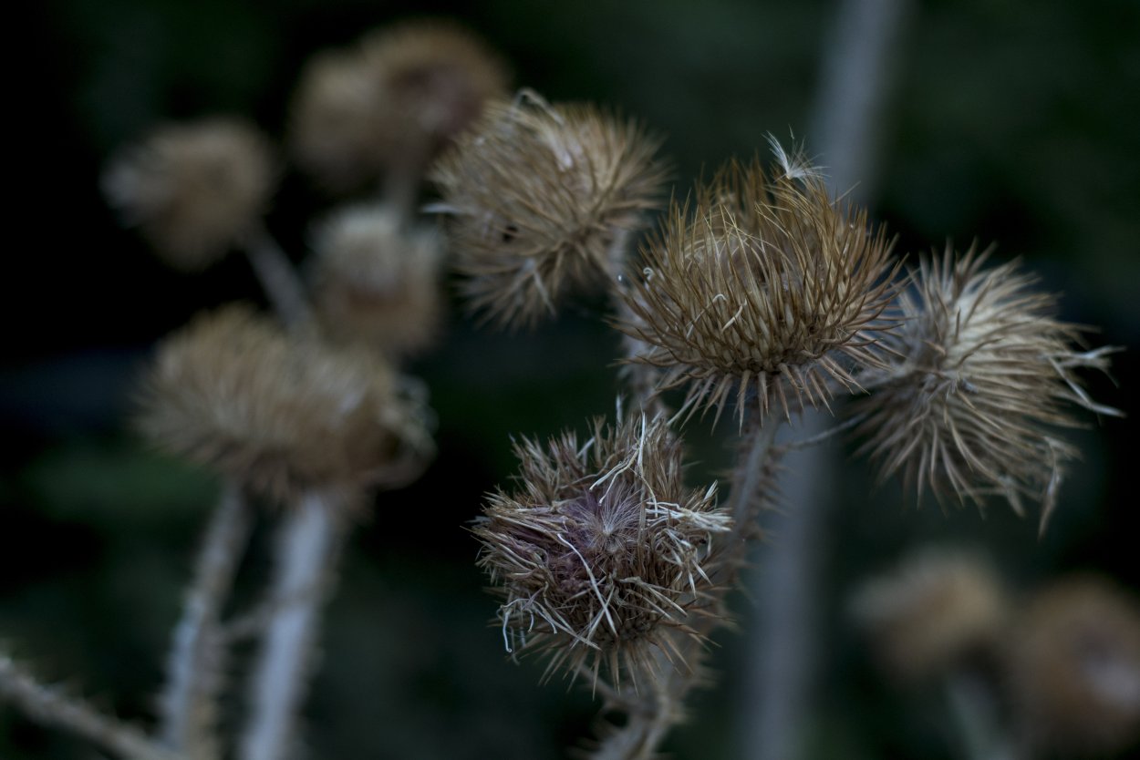 Солнечники (Heliozoa)