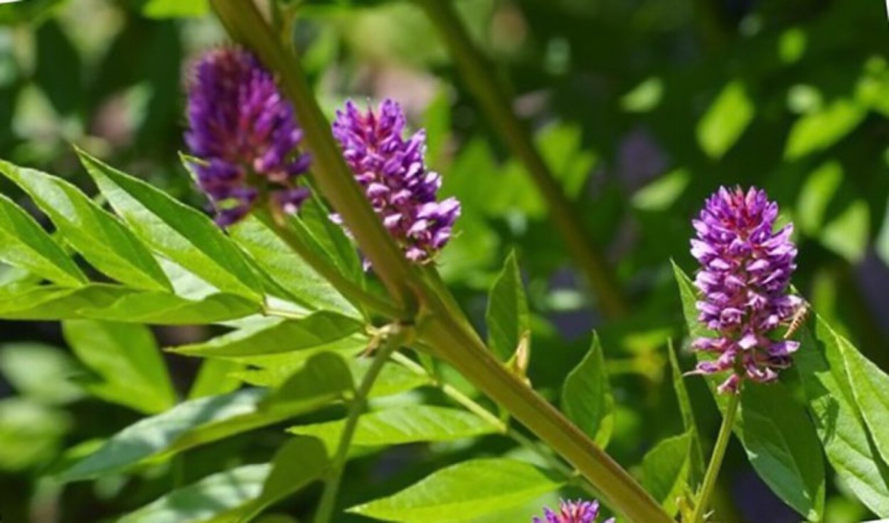 Солодка Уральская (Glycyrrhiza uralensis)