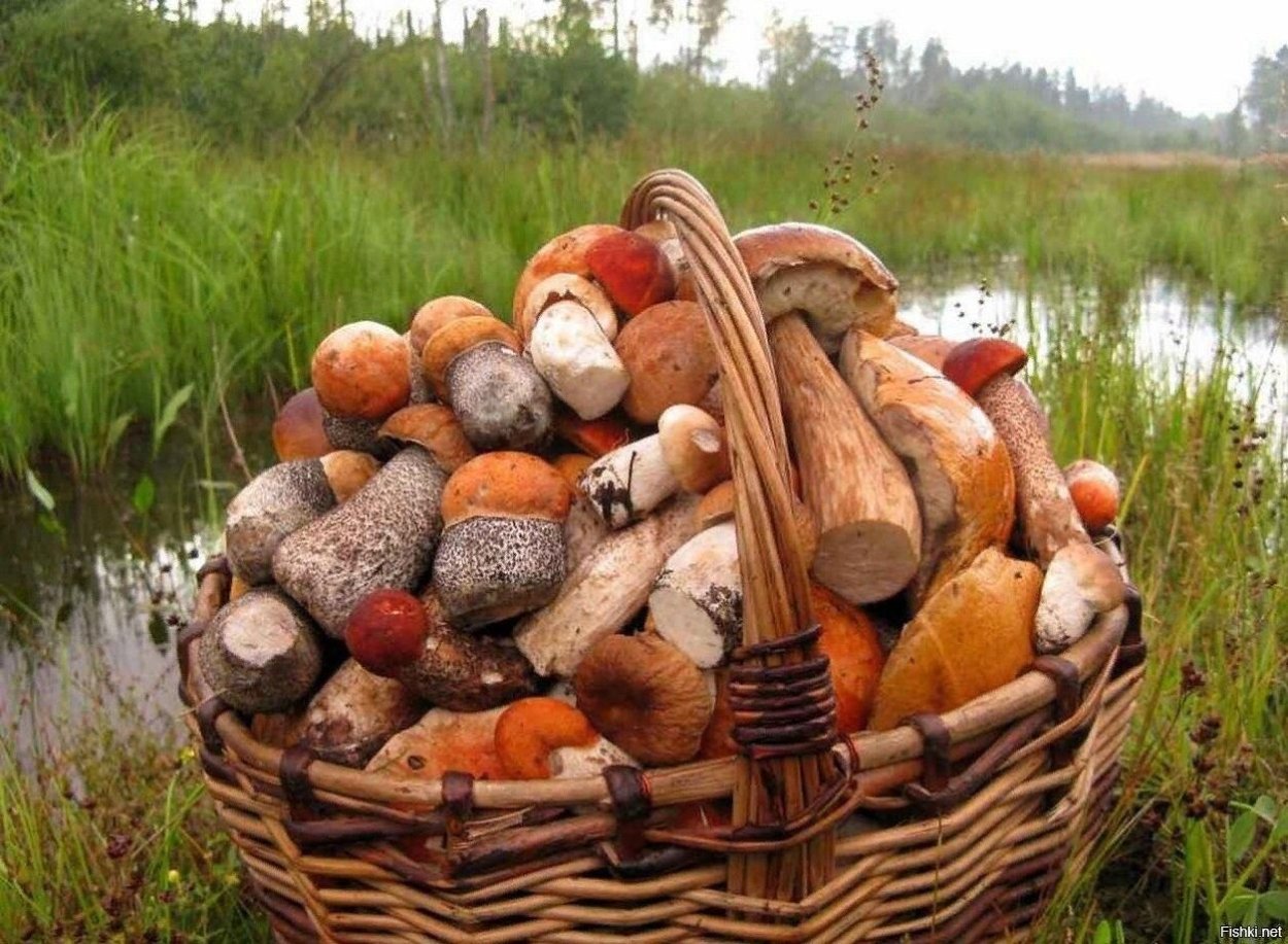 Грибочки в корзине