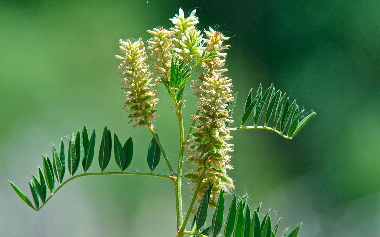 Glycyrrhiza yunnanensis
