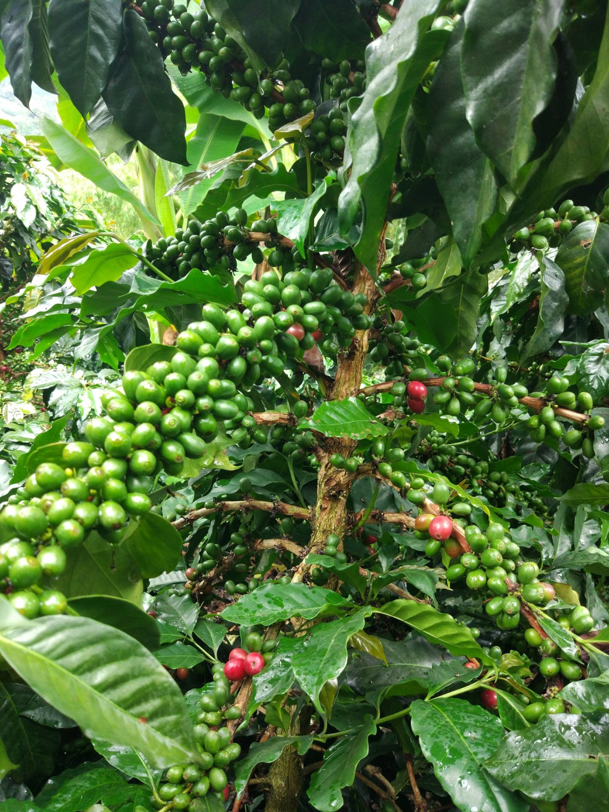 Coffea Arabica /кофе Арабика