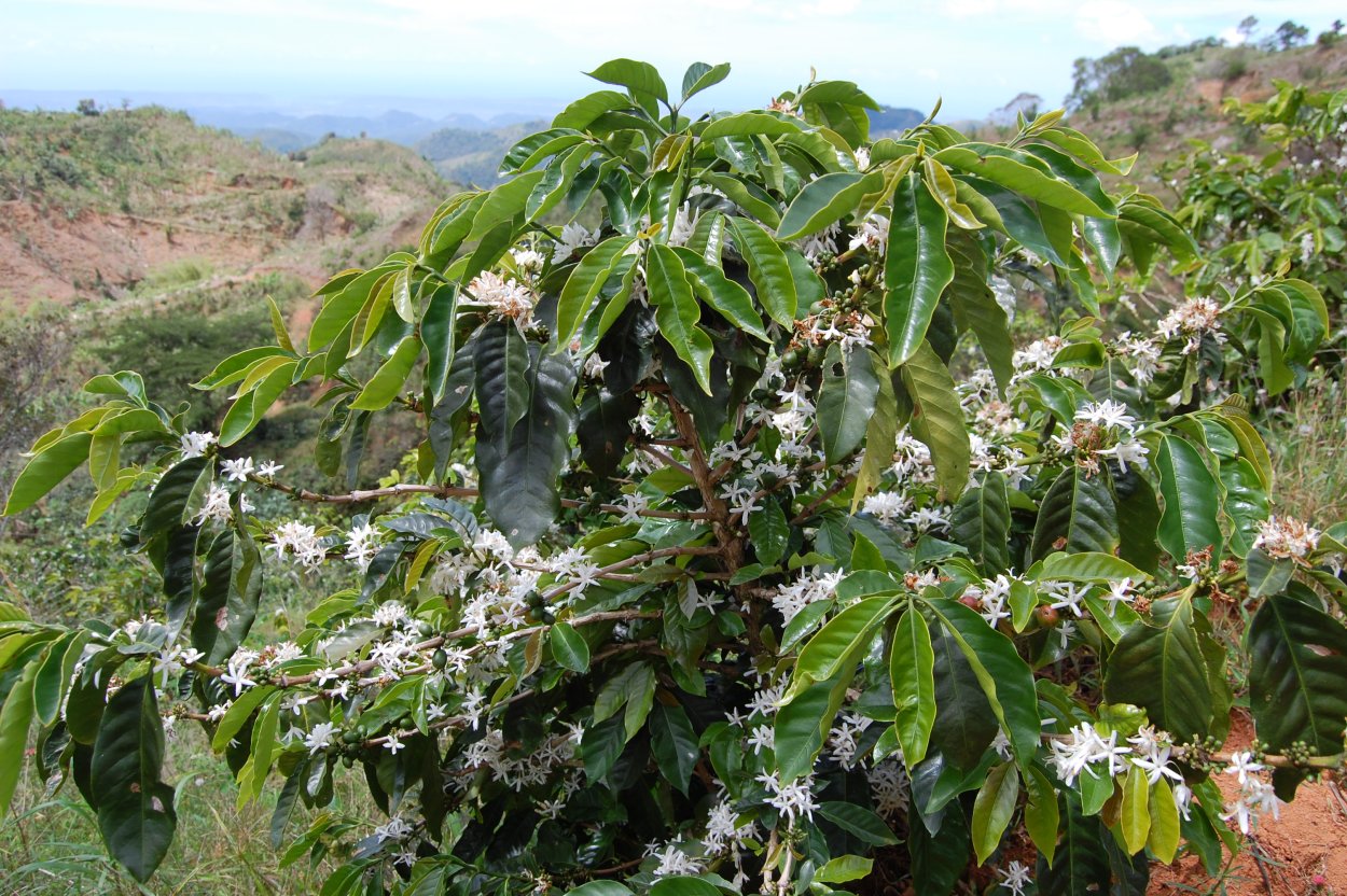 Coffea Arabica /кофе Арабика