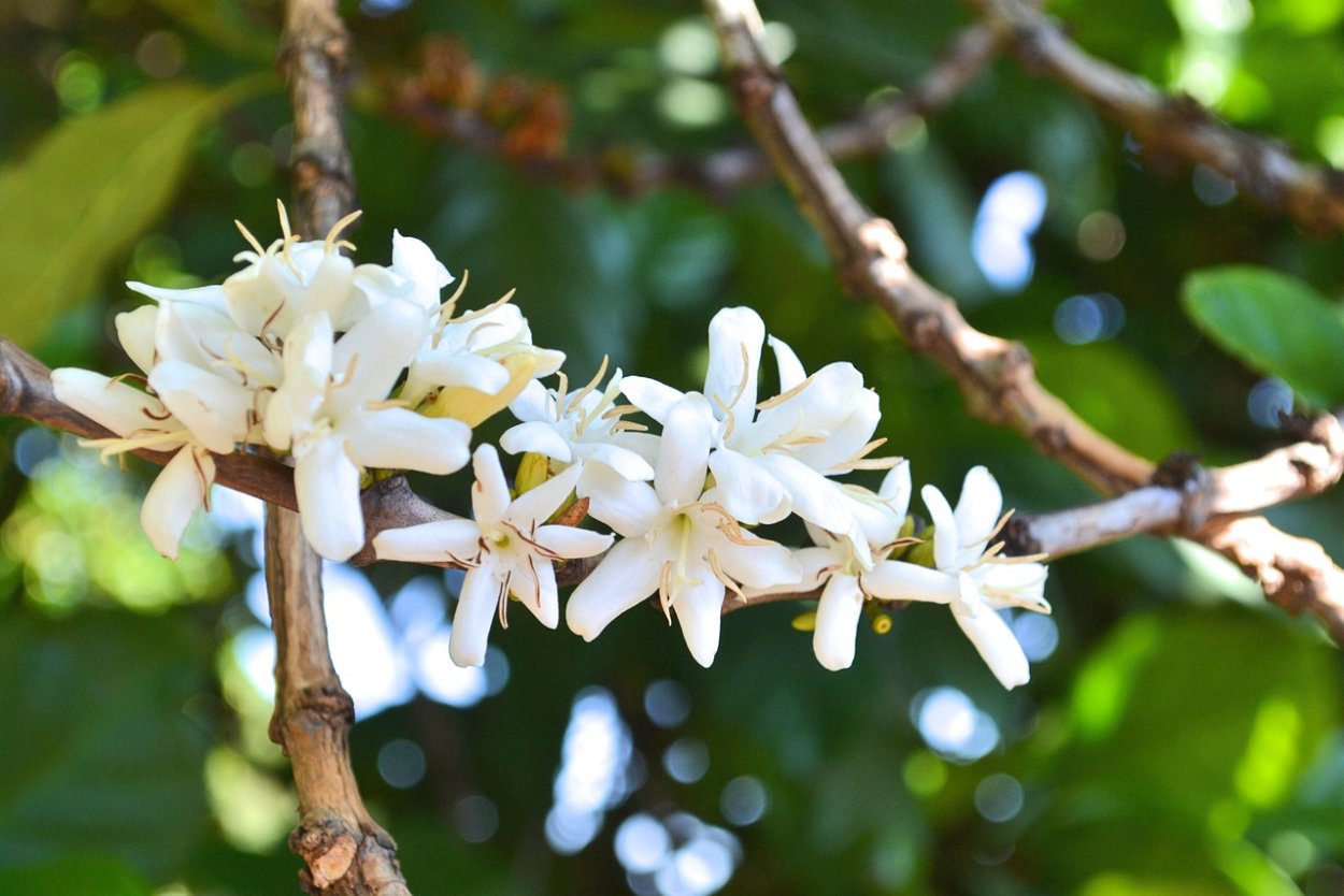 Coffea Arabica l.