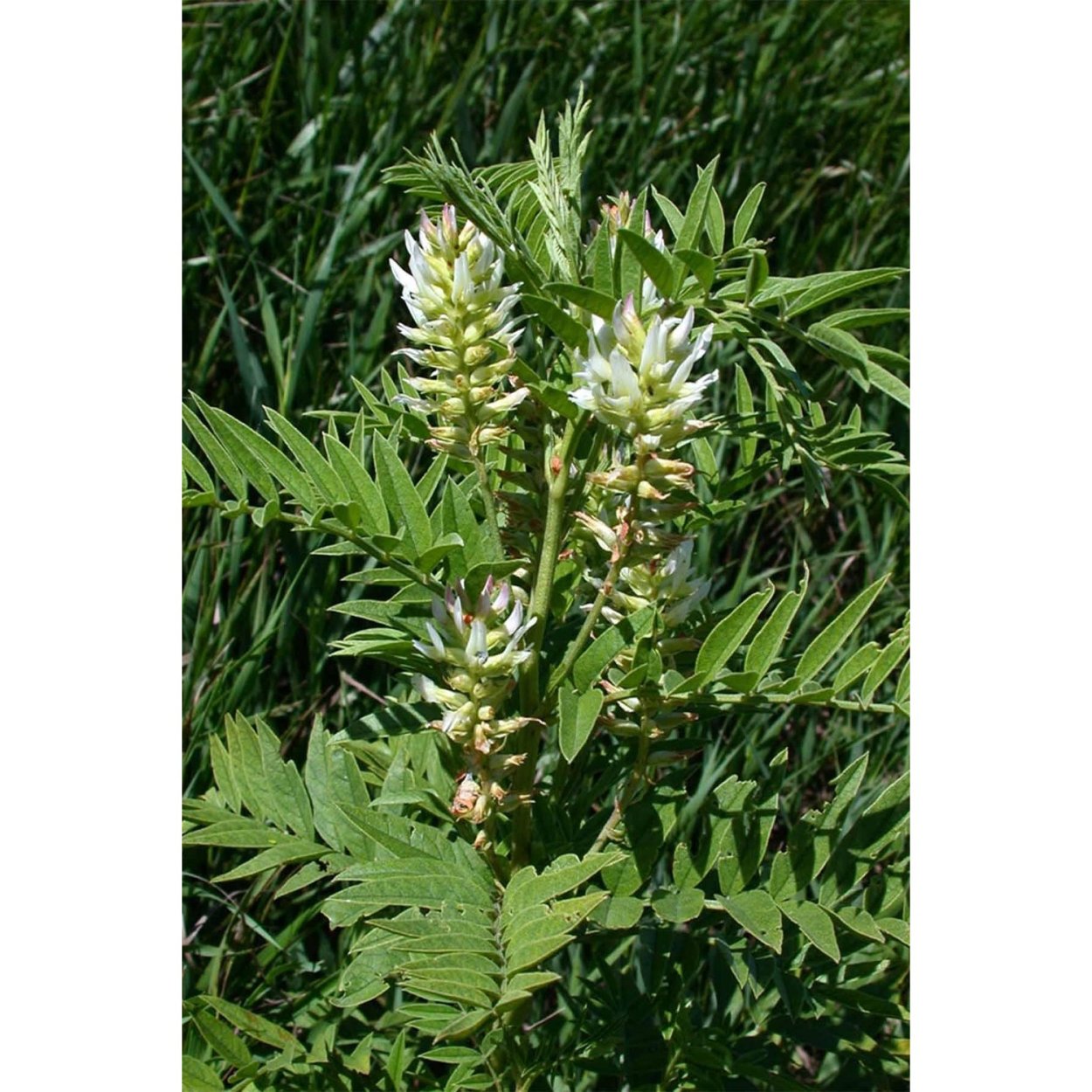 Солодка голая (Glycyrrhiza glabra)