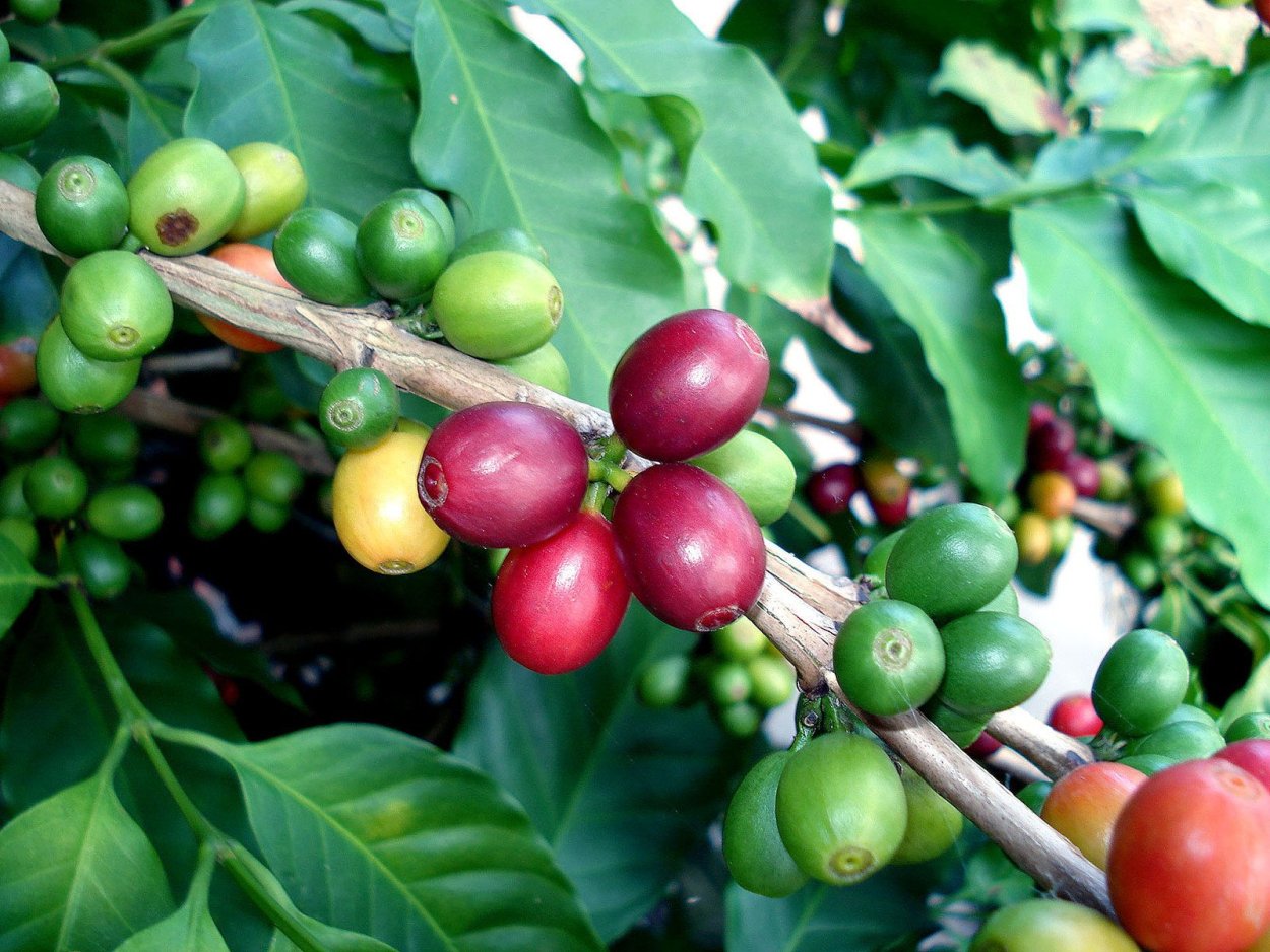 Кофейное дерево (Coffea)