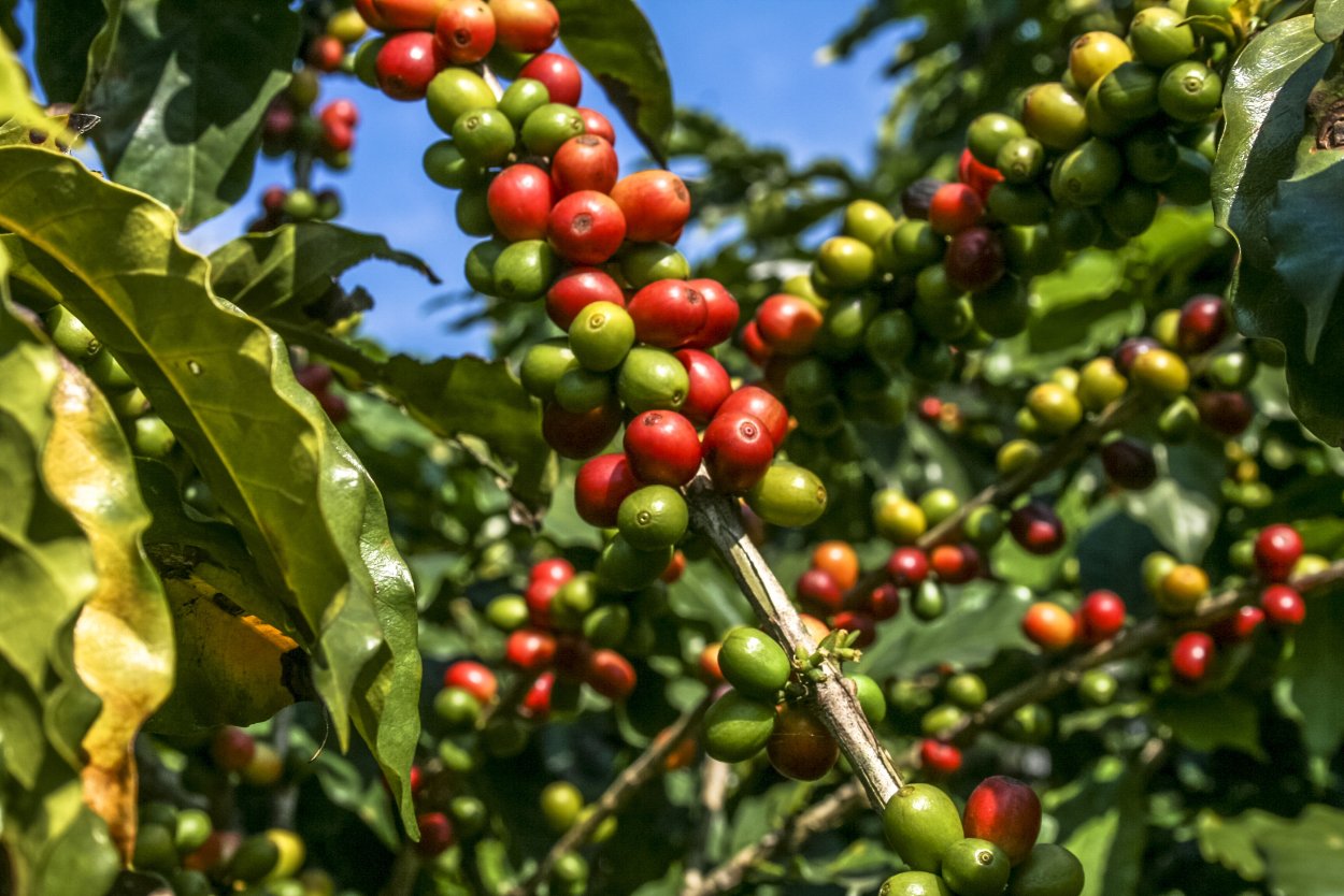 Дерево Coffea eugenioides