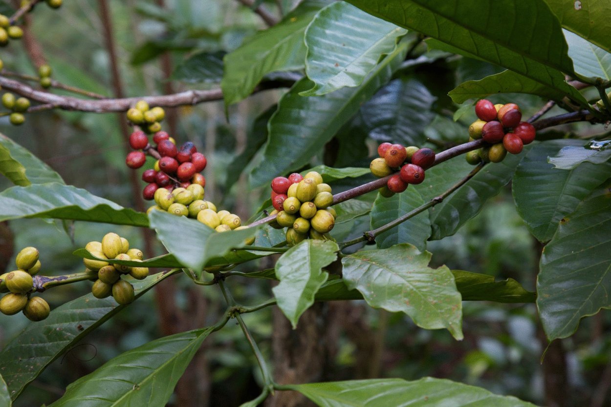 Кофейное дерево (Coffea)