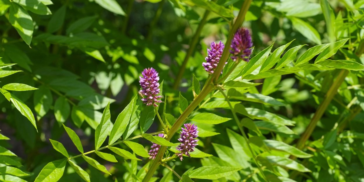 Glycyrrhiza glabra Leaf