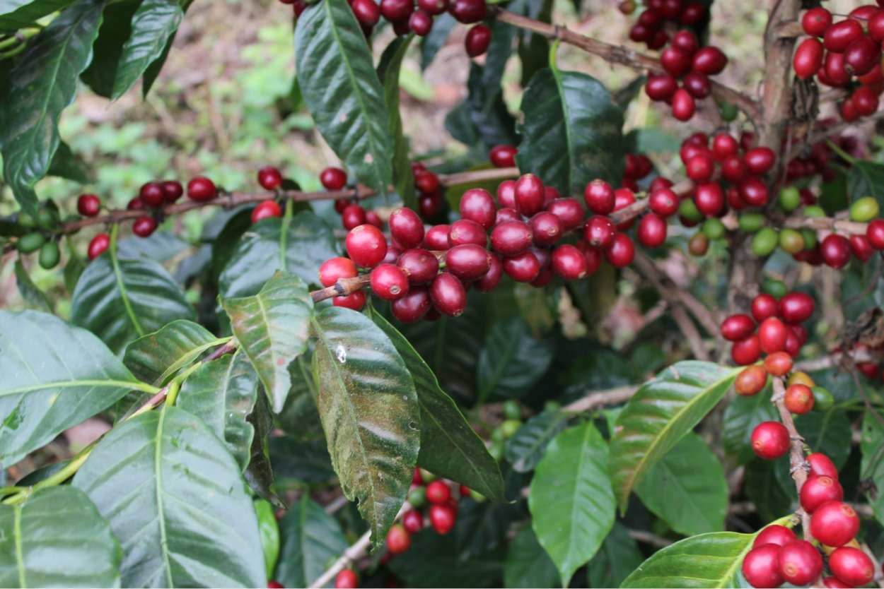 Coffea canephora Робуста