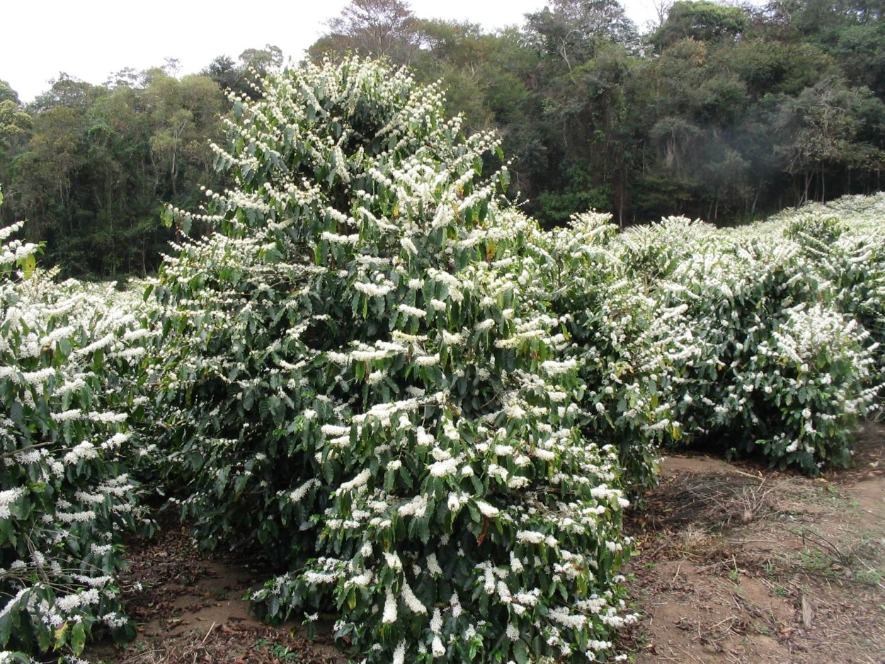 Кофейное дерево (Coffea)