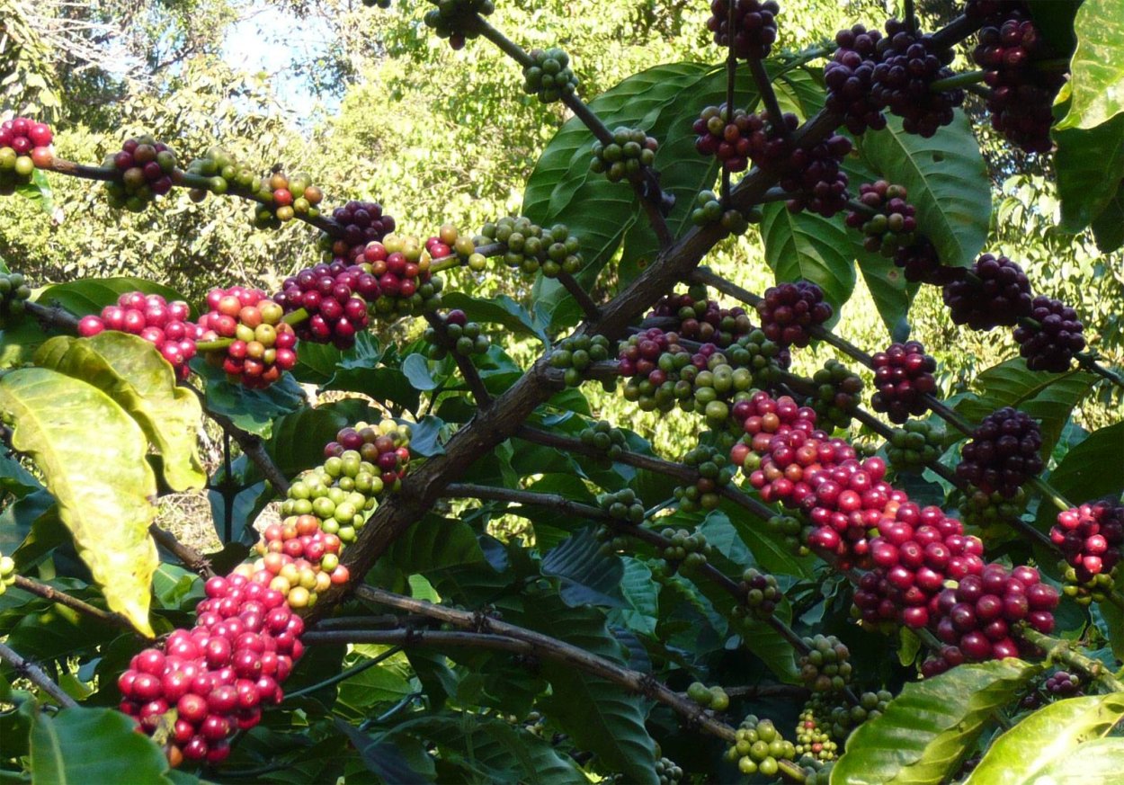 Ко̀фе Аравийский – Coffea Arabica