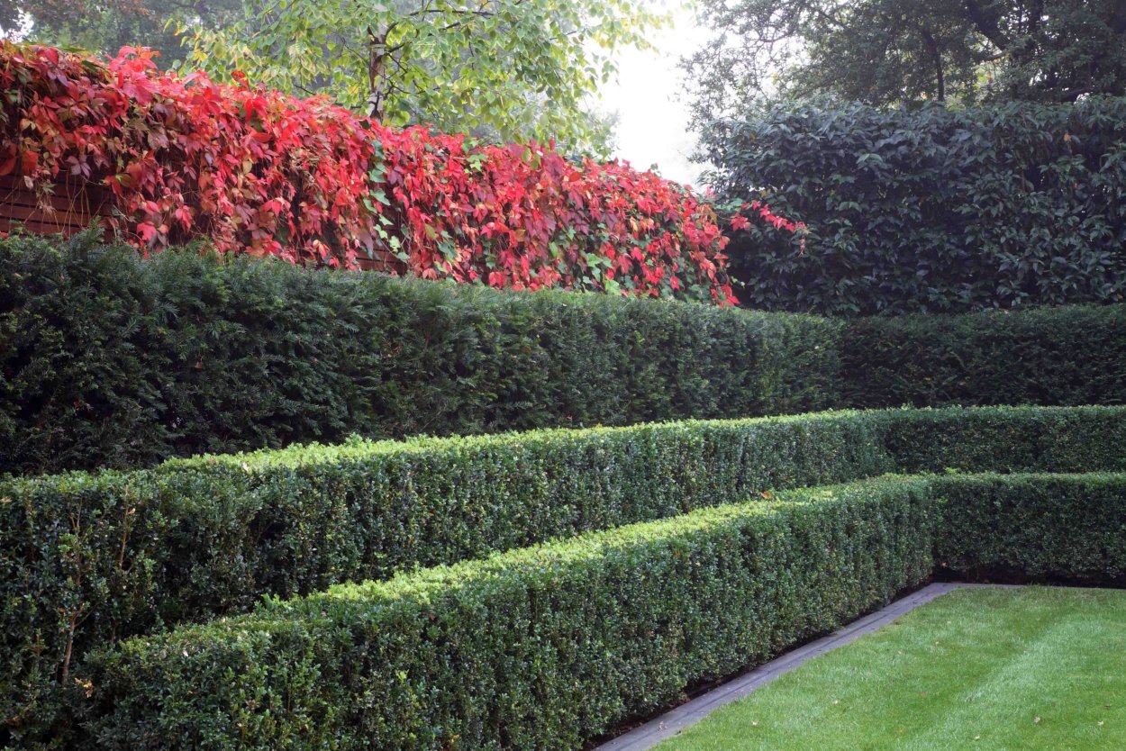 Buxus sempervirens самшит