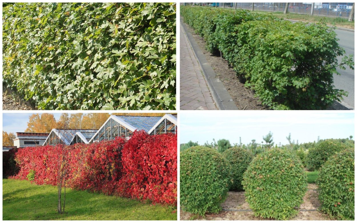 Бирючина обыкновенная (Ligustrum vulgare)
