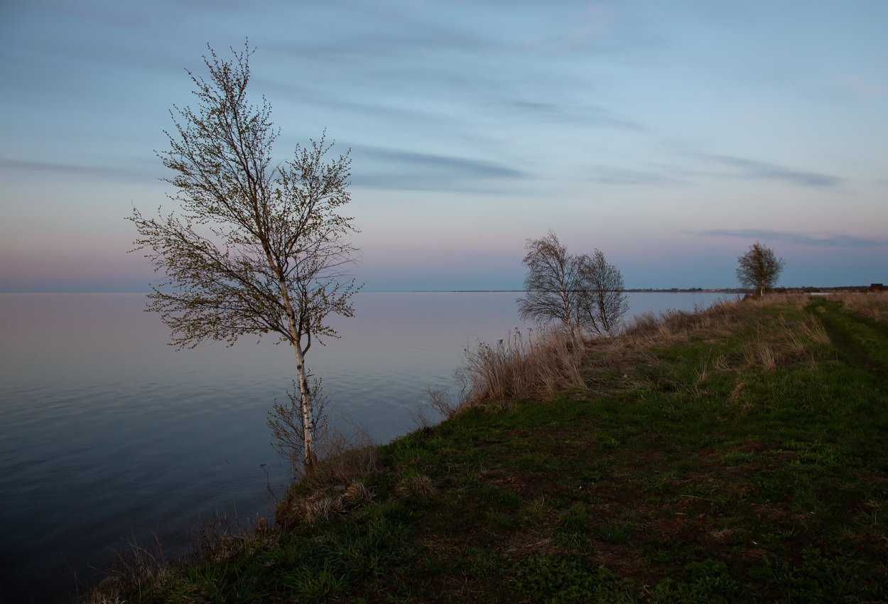 Ильмень дерево