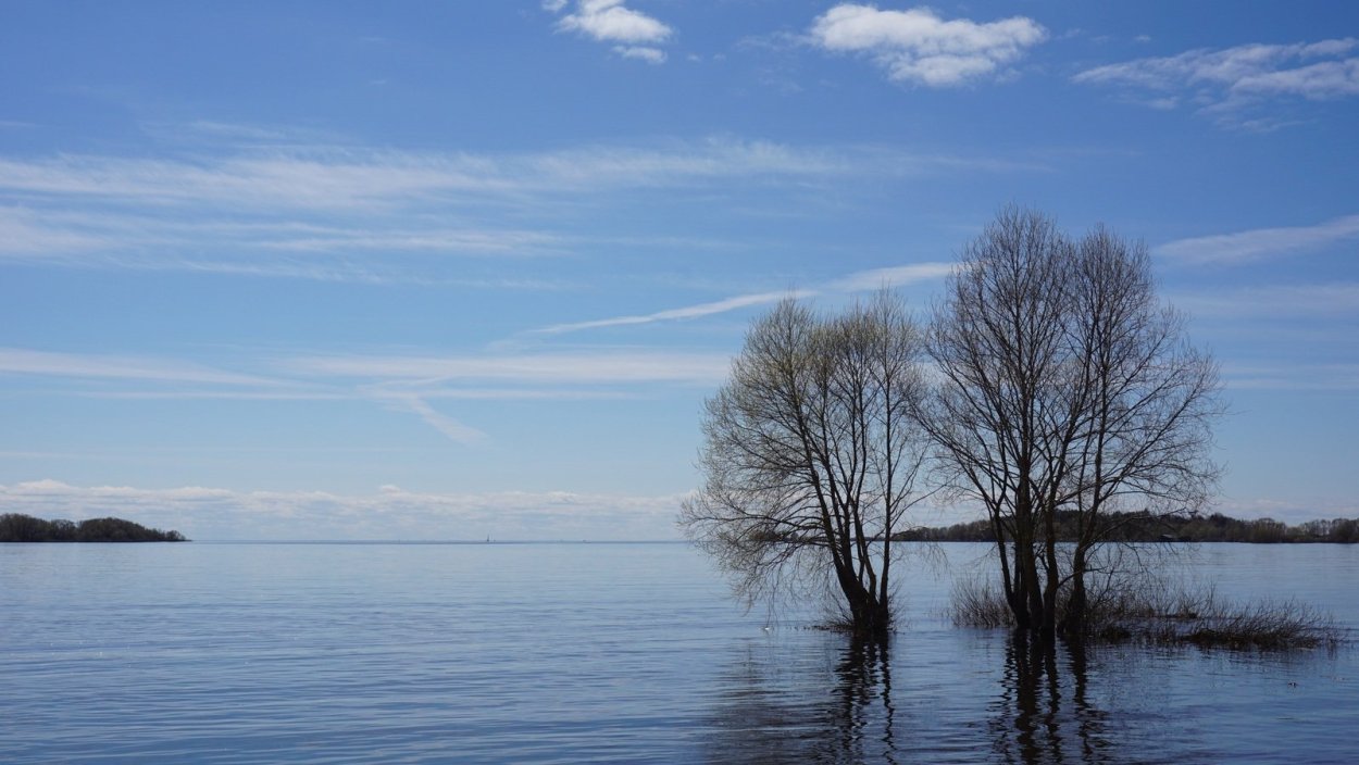 Rügen дерево заповедник