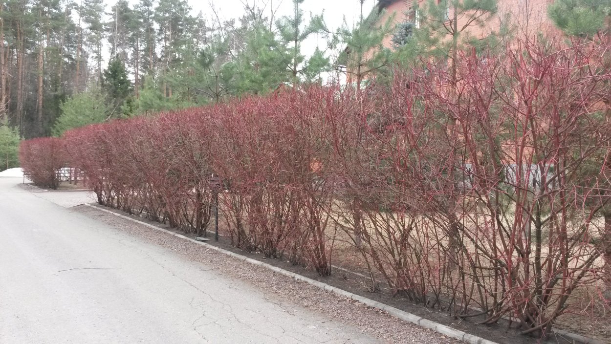 Клён Глобозум в живой изгороди