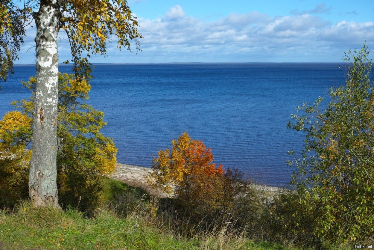Ясень в лесостепи