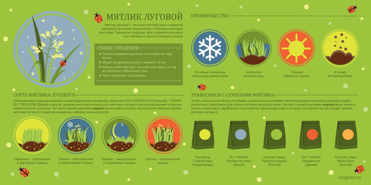 Трава для газона вытесняющая сорняки низкорослая
