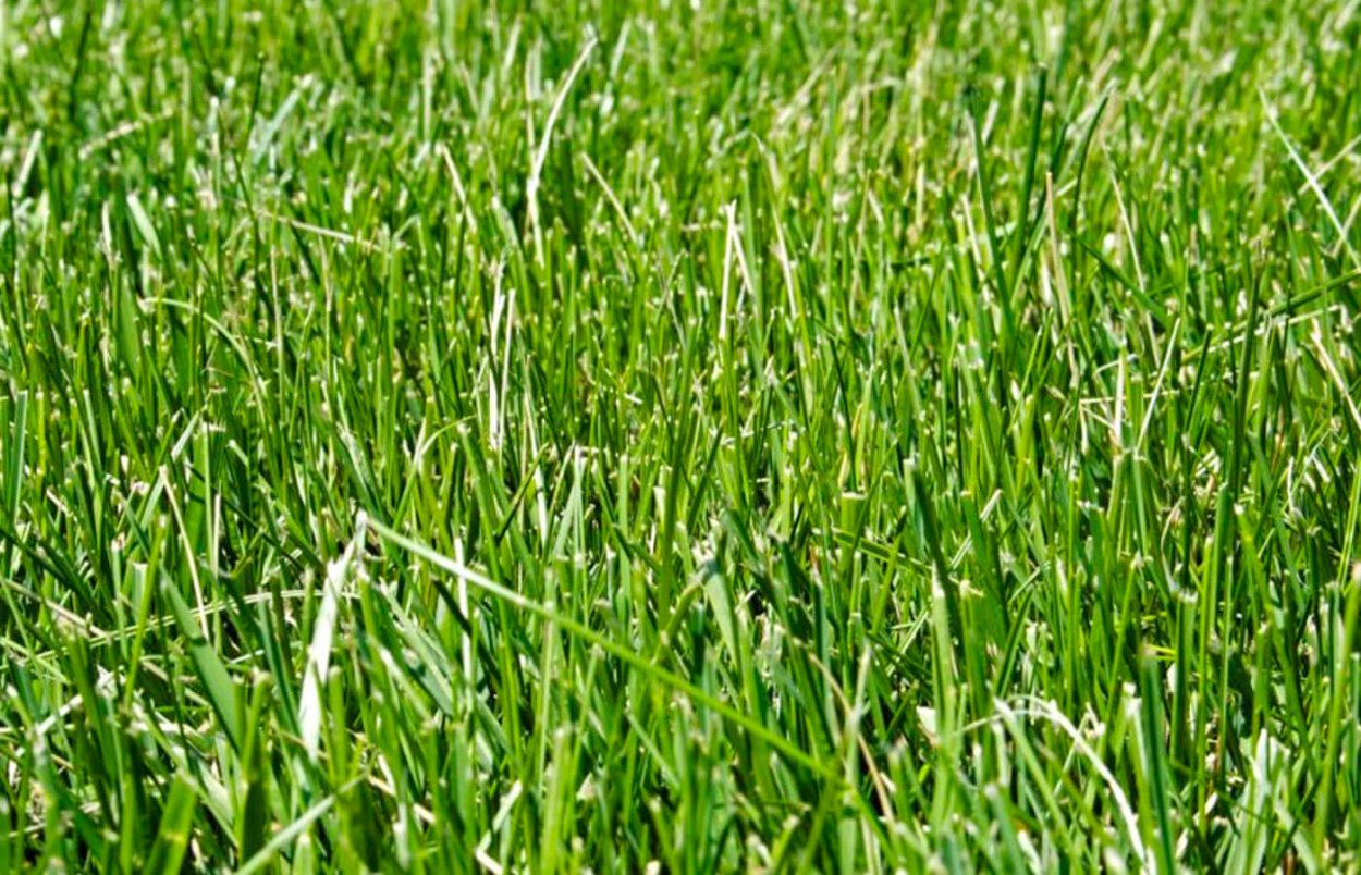Лимаги трава