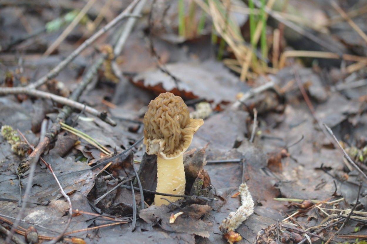 Сморчки и строчки весенние грибы