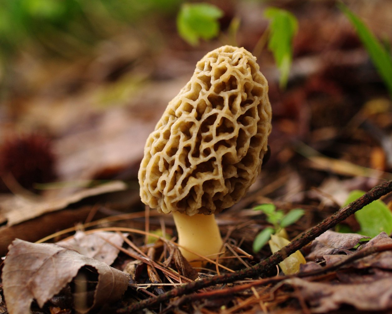 Morel сморчок