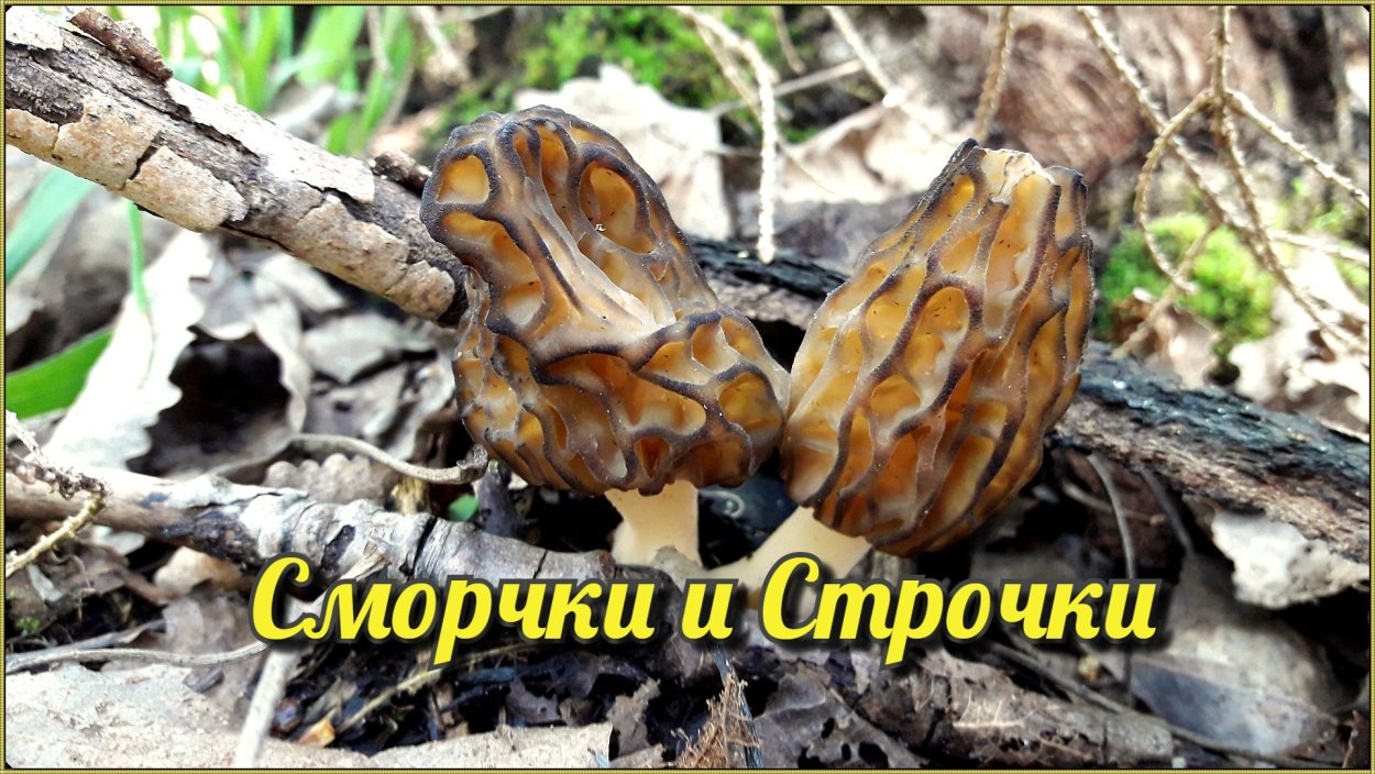 Сбор Сморчков в Саратовской области видео
