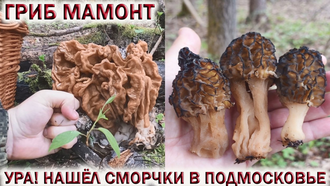 Сморчки грибы
