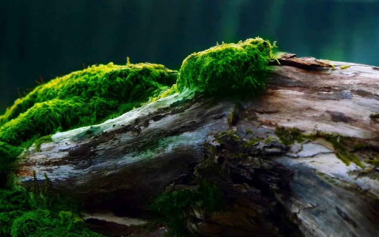 Тилландсия usneoides