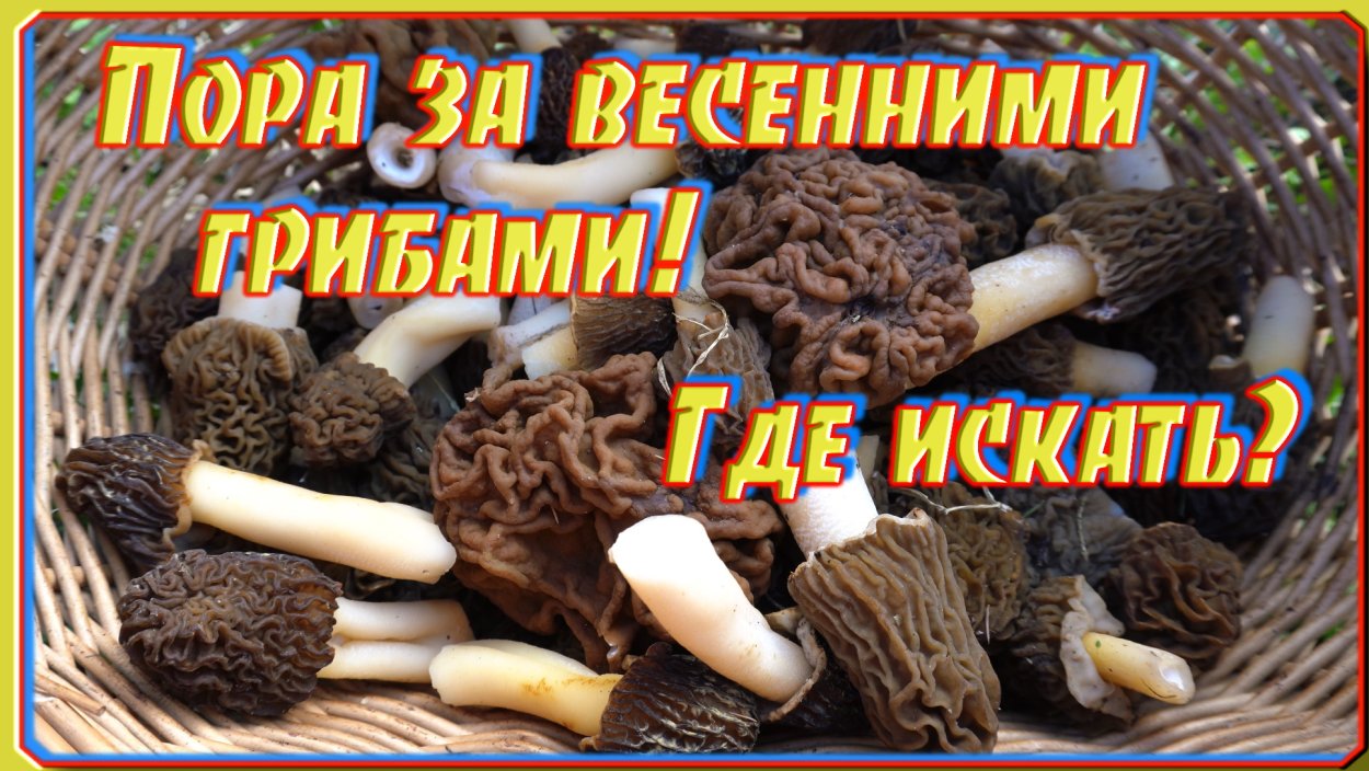 Строчки и сморчки грибы