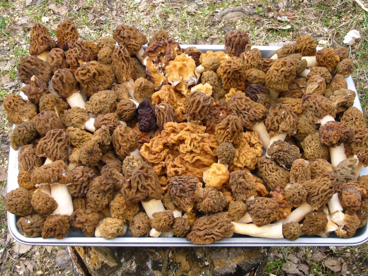 Лукошко грибов сморчки