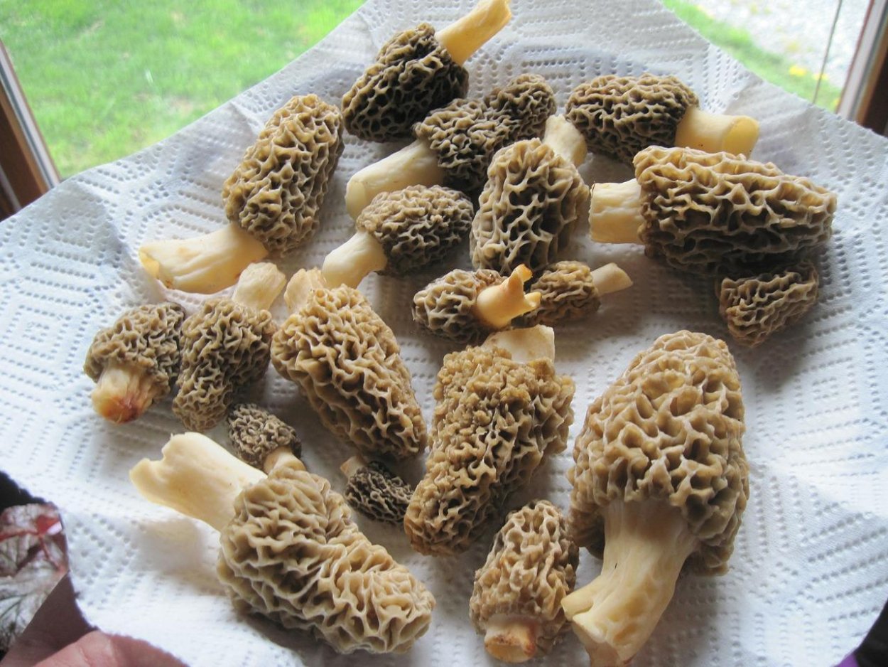 Сморчки Поляна