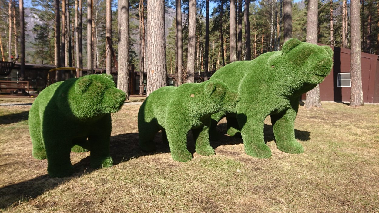 Топиарная стрижка кохии