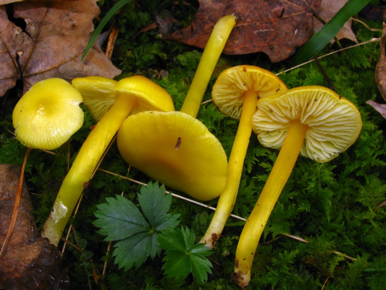 Гигроцибе (Hygrocybe)