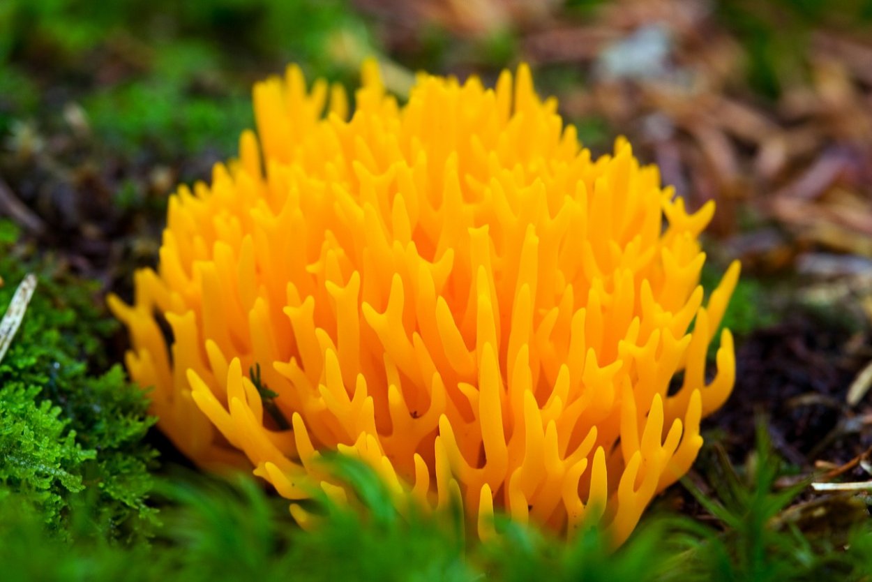 Hygrocybe citrinovirens