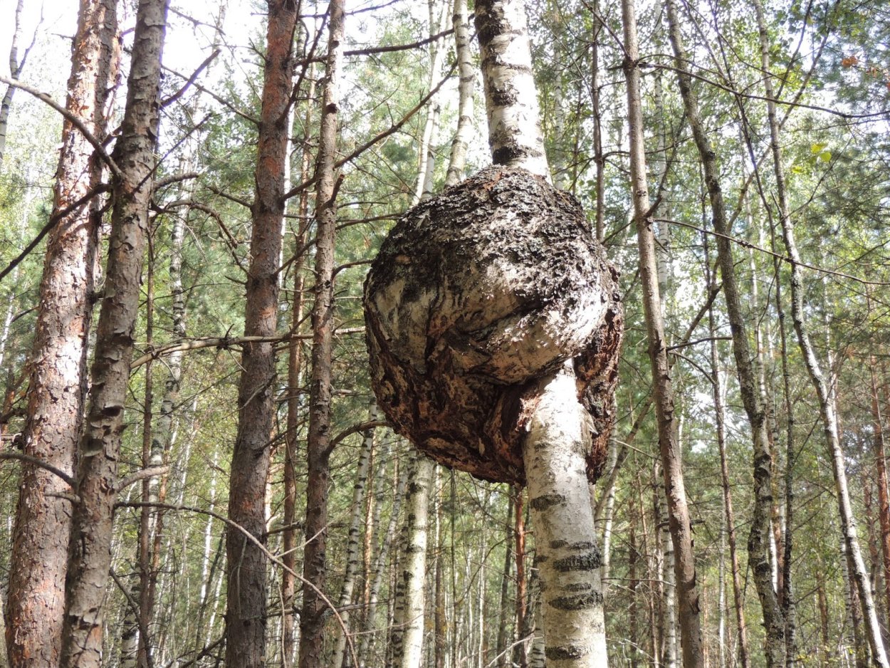 Чага Березовая