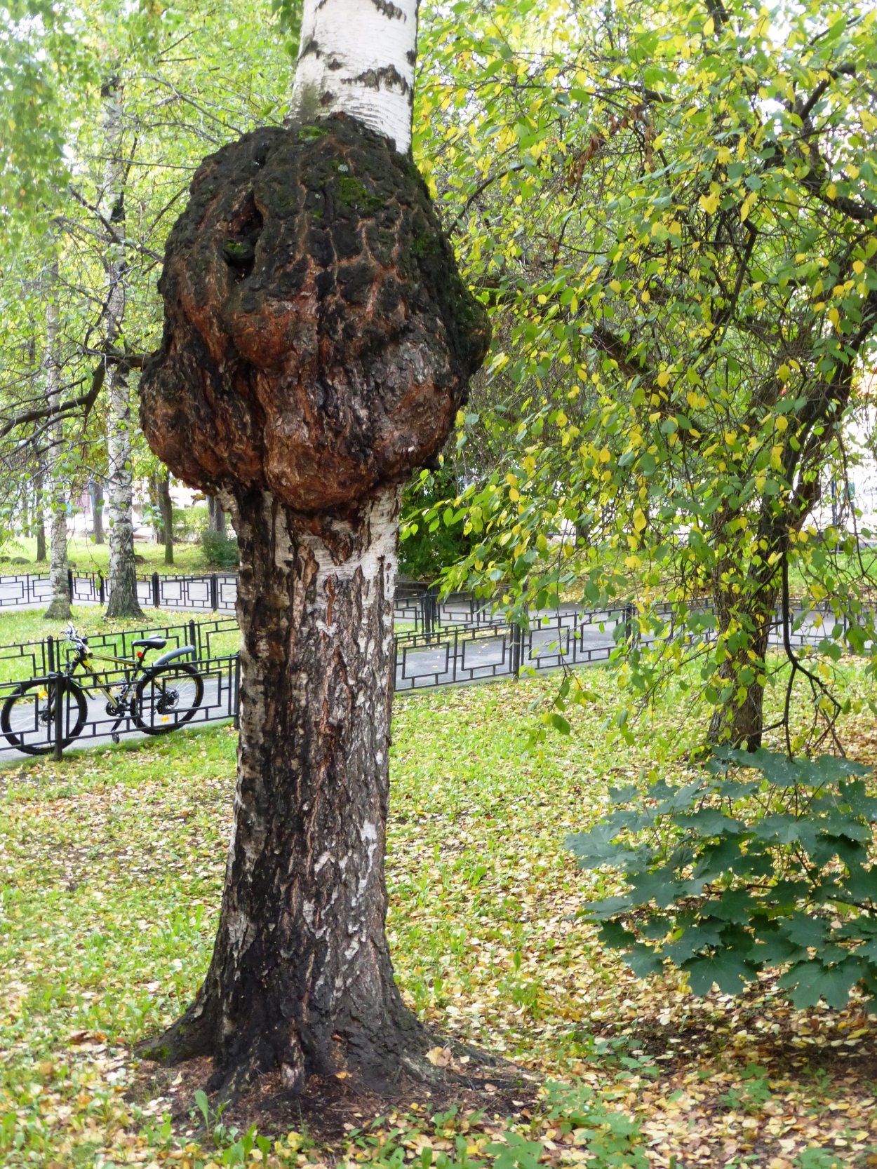 Березовый нарост сувель