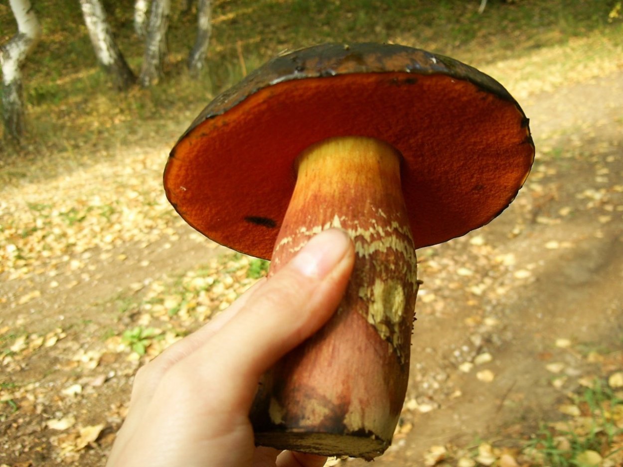Боровик синеющий