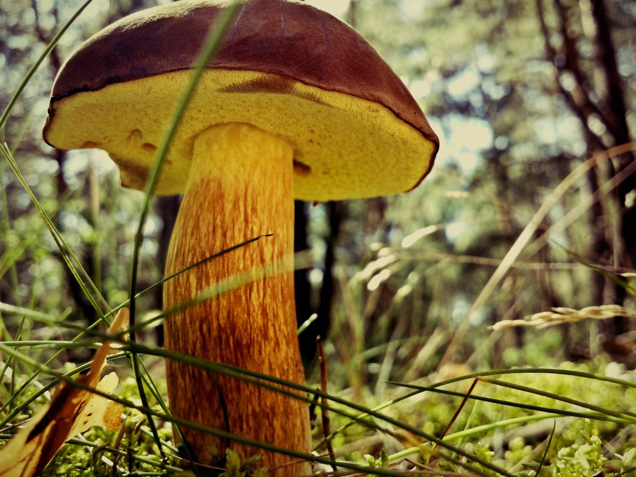 Боровик пурпурный Boletus purpureus