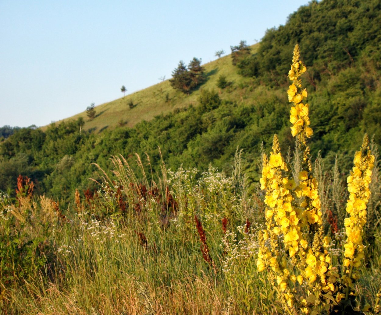 Трава коровятник