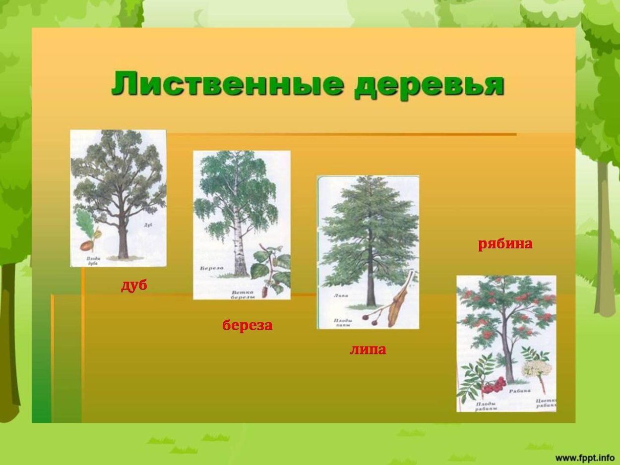 Отличие древесины лиственных и хвойных деревьев