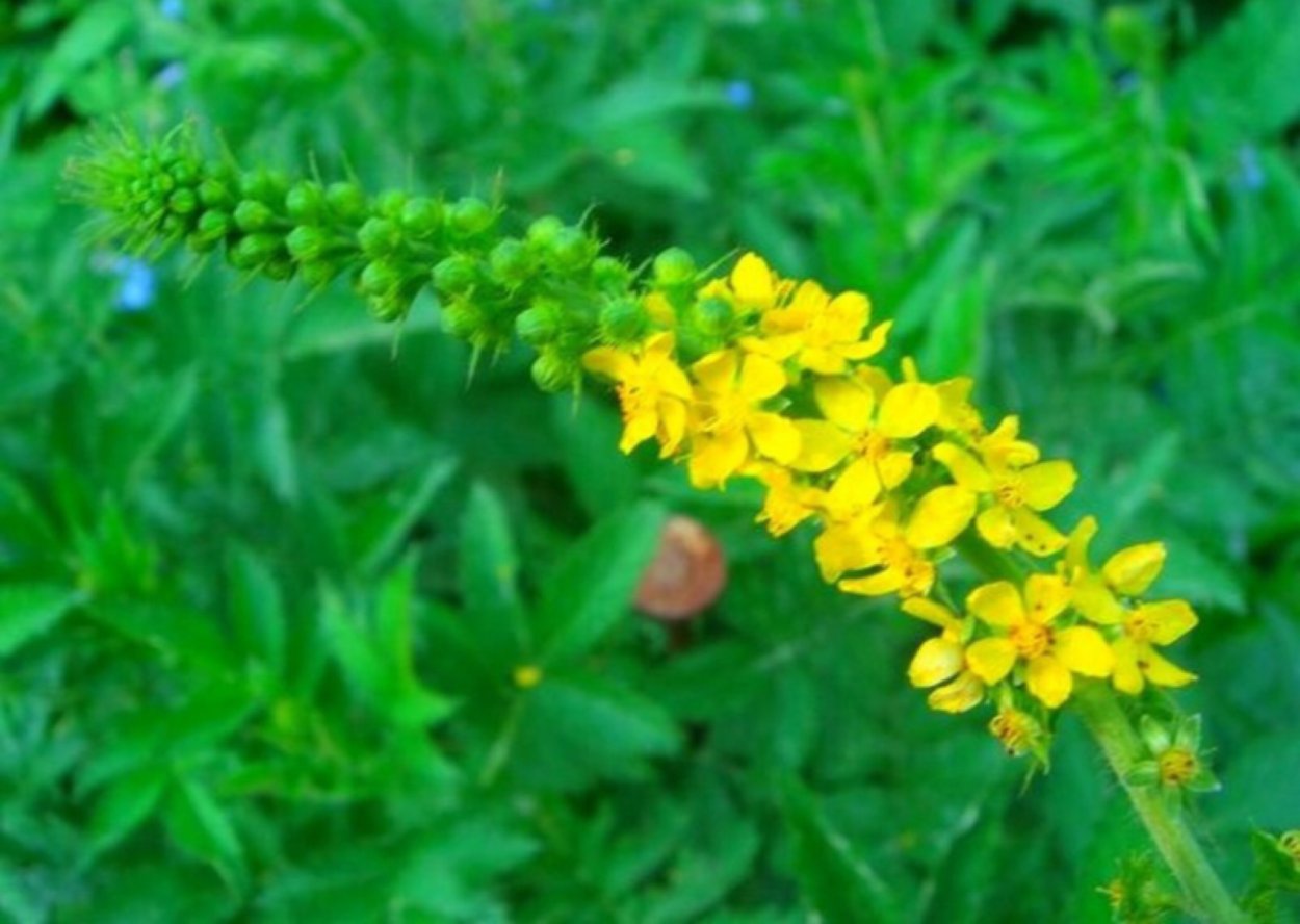 Манжетка обыкновенная (Alchemilla vulgaris)