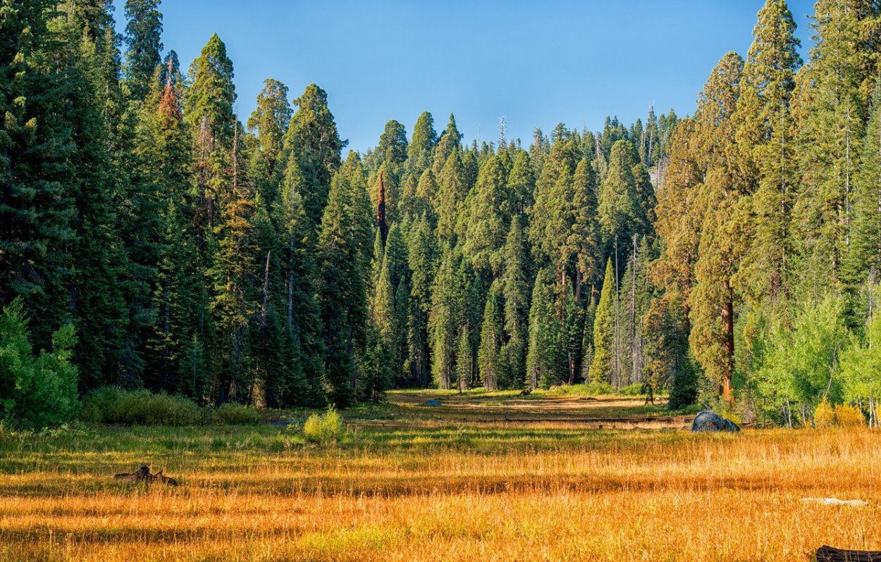 Хвойный лес Америки