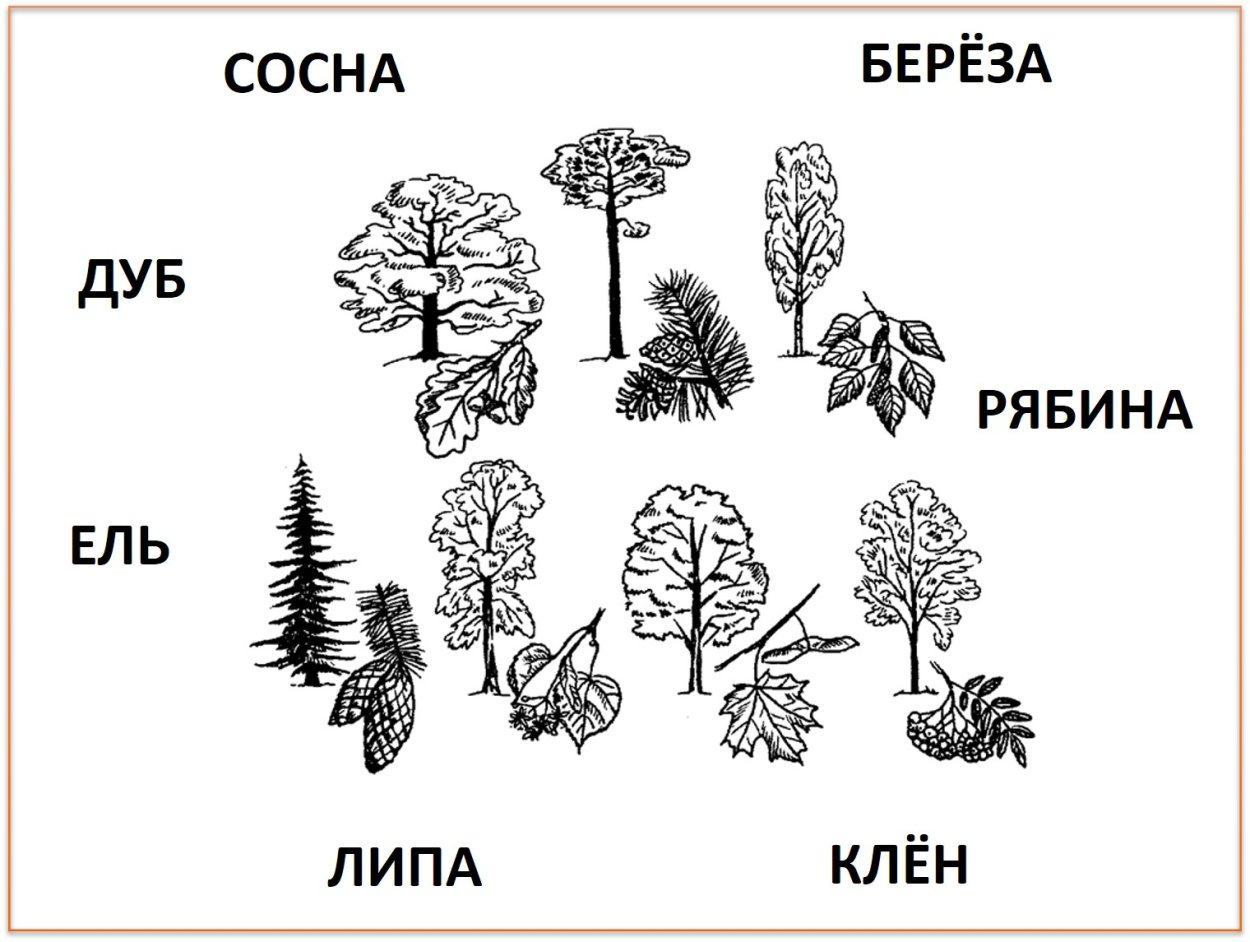 Хвойные деревья задания для дошкольников